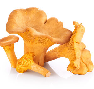 GIROLLE KG